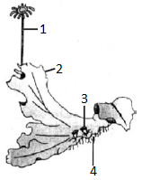 Plant Kingdom mcq question image