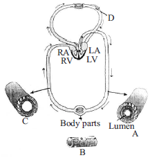 Body Fluids and Circulation mcq question image