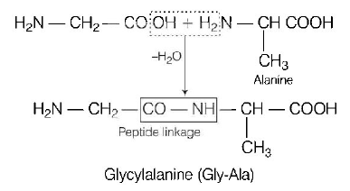 Biomolecules mcq solution image